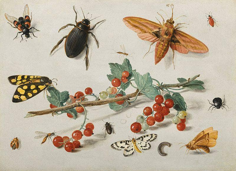 A sprig of redcurrants with an elephant hawk moth, a ladybird, a millipede and other insects by Jan van Kessel the Elder — Oil Painting Reproduction
