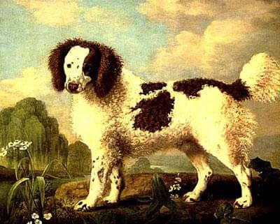 Brown and White Norfolk or Water Spaniel by George Stubbs — Oil Painting Reproduction