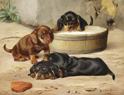 Dachshund Puppies in study