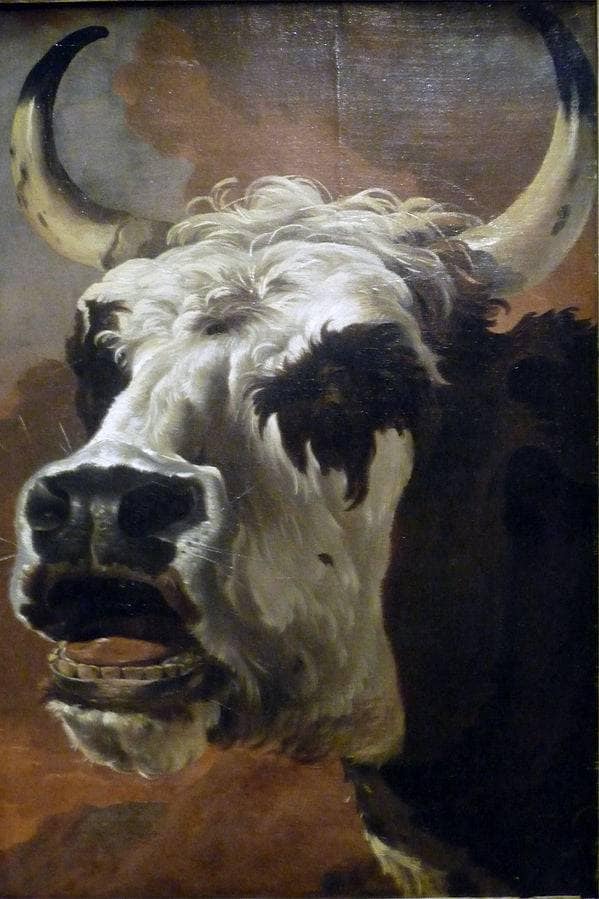 Head of beef by Jan Asselijn — Oil Painting Reproduction
