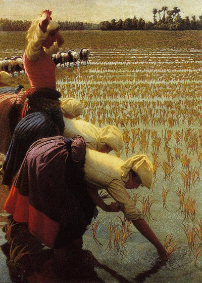 In the rice fields in entryway