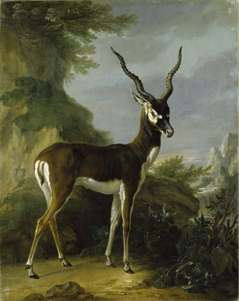 Indian Blackbuck by Jean-Baptiste Oudry — Oil Painting Reproduction
