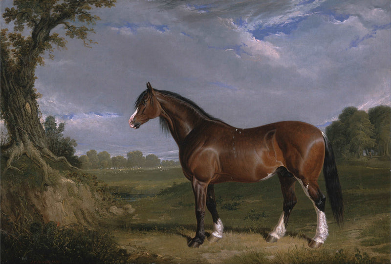 A Clydesdale Stallion by John Frederick Herring Sr. — Oil Painting Reproduction