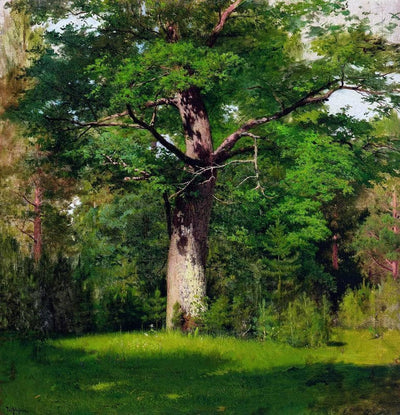 Oak in kitchen