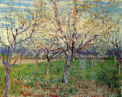 Orchard with Blossoming Apricot Trees in home office