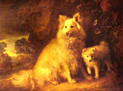 Pomeranian Bitch and Pup in kitchen