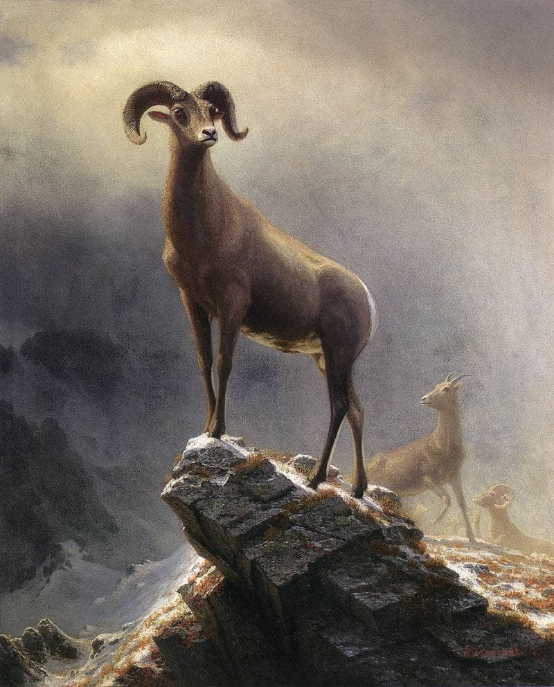 Rocky Mountain Sheep by Albert Bierstadt — Oil Painting Reproduction