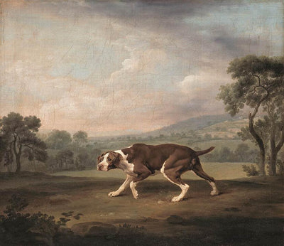 Spanish Pointer in bedroom