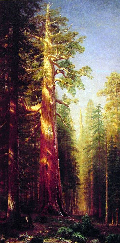 The Great Trees, Mariposa Grove, California by Albert Bierstadt, Oil Painting Reproduction