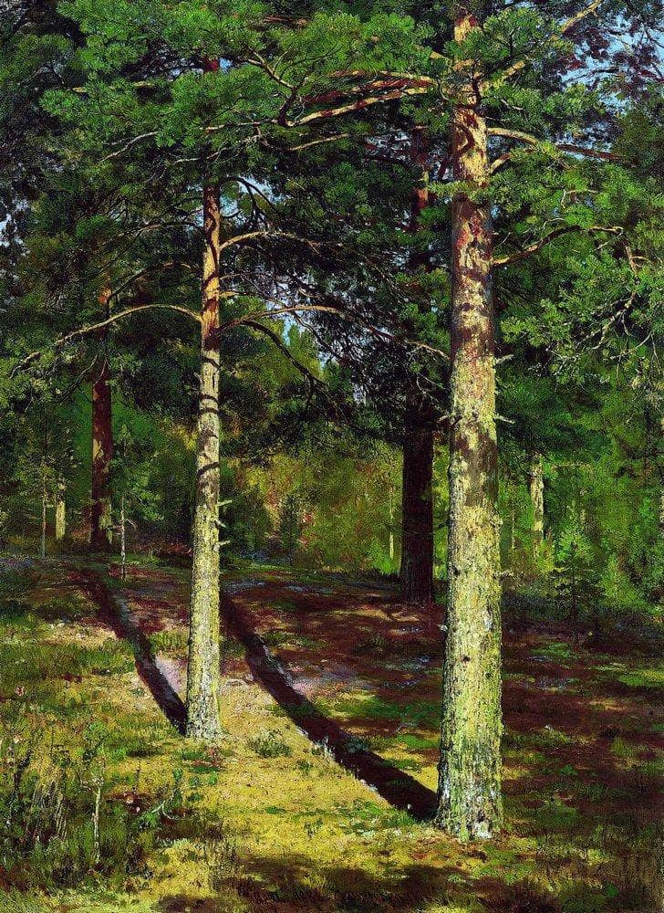 The Sun lit Pines by Ivan Shishkin — Oil Painting Reproduction