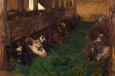 Young Cattle Enjoy Green Fodder in the Barn in living room
