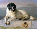 A Distinguished Member of the Humane Society by Edwin Henry Landseer — hand-painted animal oil painting reproduction on canvas