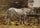 A Horse Drinking in living room