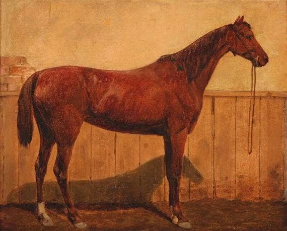 A horse in a stable