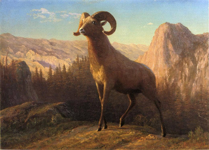 A Rocky Mountain Sheep, Ovis, Montana by Albert Bierstadt — hand-painted animal oil painting reproduction on canvas