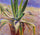 Agave in bedroom