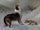 Dog in living room