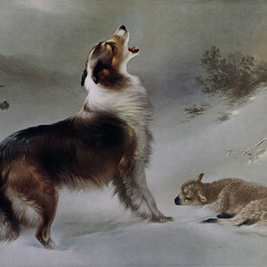 Dog