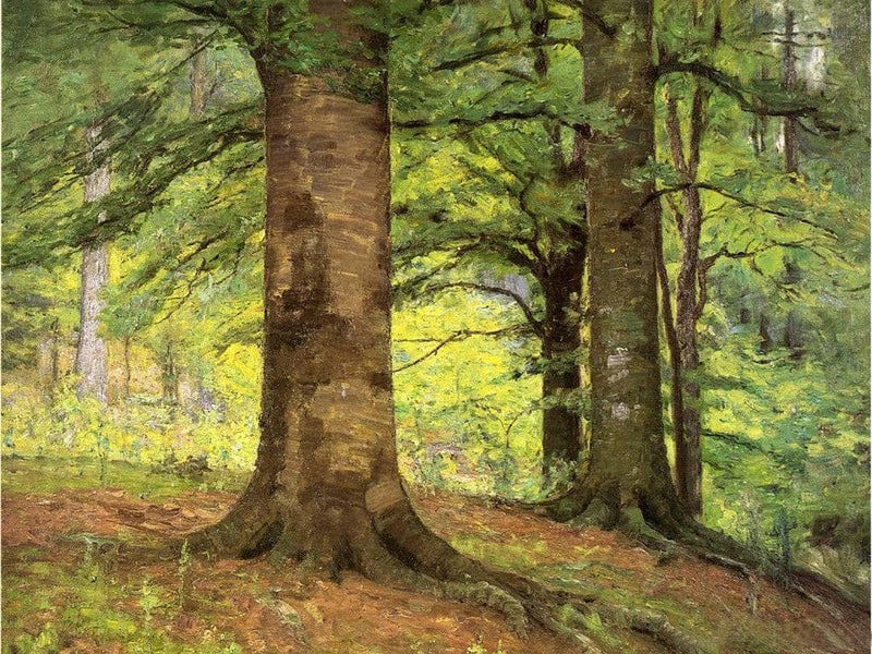 Beech Trees on gallery wrap