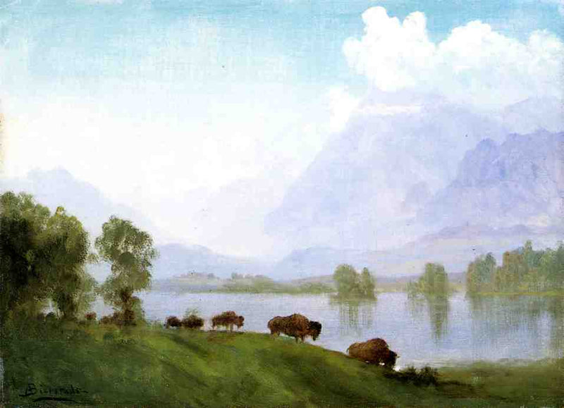 Buffalo Country on gallery wrap