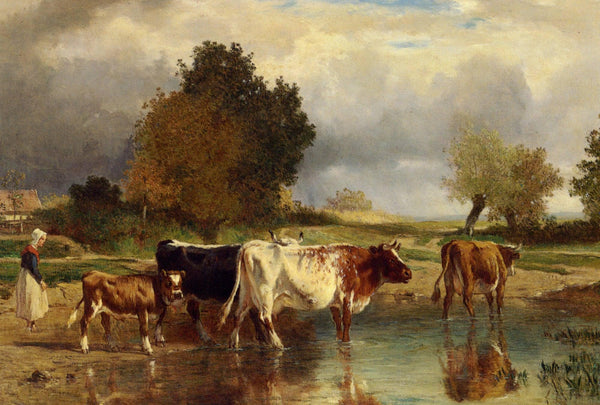Calf cows at the marl