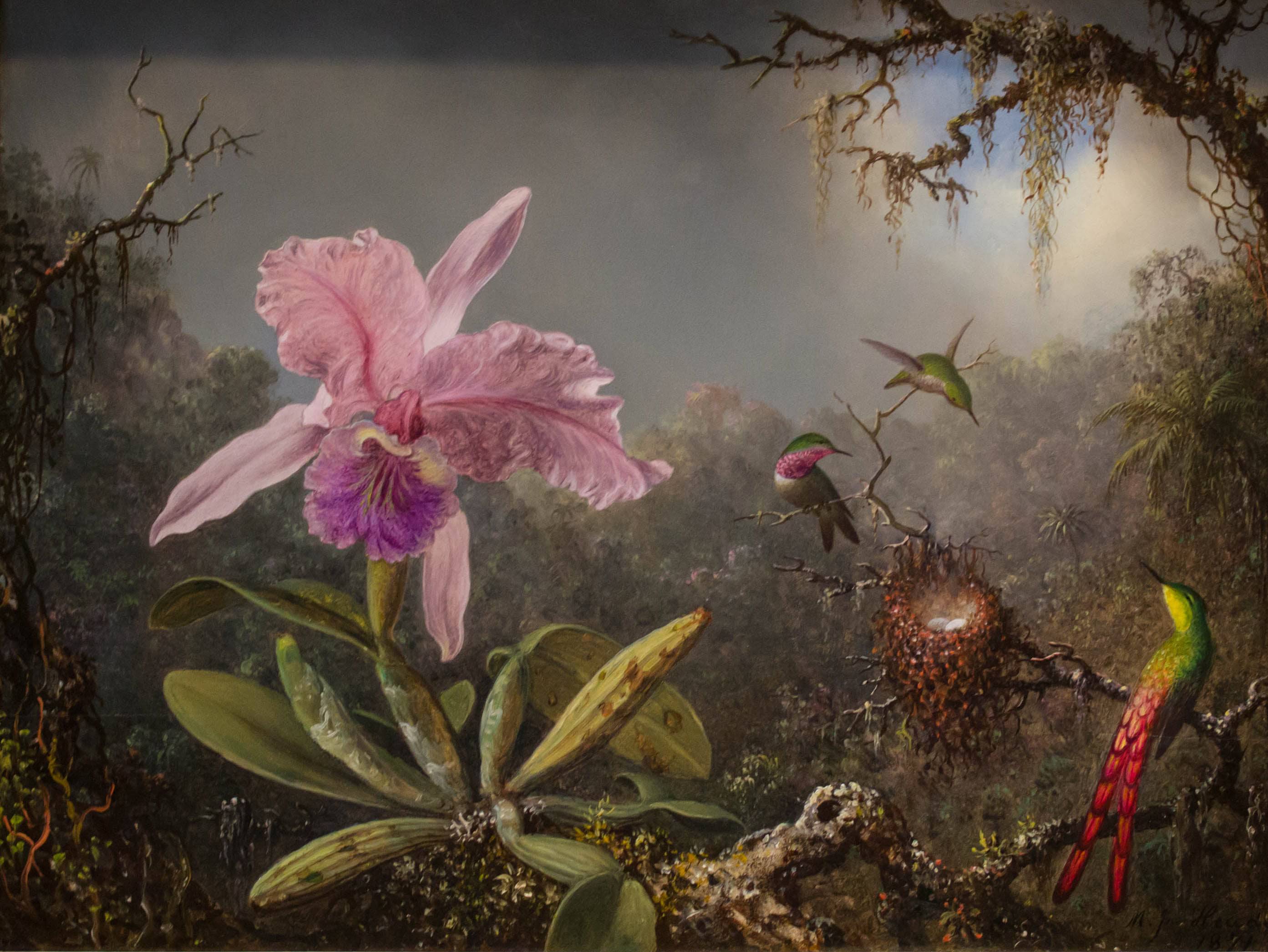 Cattleya Orchid and Three Hummingbirds - Martin Johnson Heade