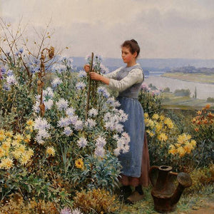 Chrysanthemums