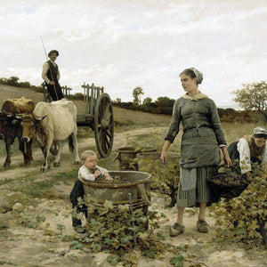Corner of the vineyard, Languedoc