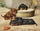Dachshund Puppies in bedroom