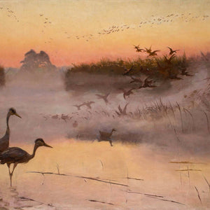 Dawn. The Kingdom of Birds