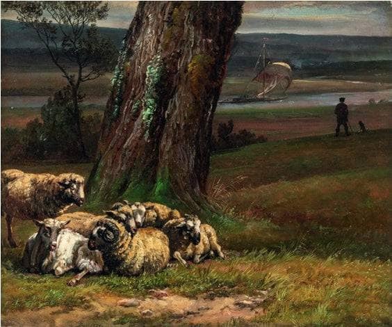 Elbe landscape with tranquil sheep on gallery wrap