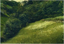 Field in Asturias by Joaquín Sorolla — hand-painted botanical oil painting reproduction on canvas