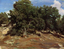 Fontainebleau Black Oaks of Bas Breau by Camille Corot — hand-painted botanical oil painting reproduction on canvas