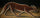 Fox in dining room