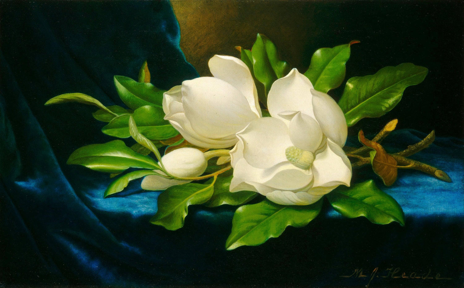 Giant Magnolias on a Blue Velvet Cloth