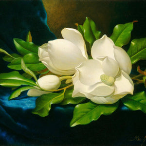 Giant Magnolias on a Blue Velvet Cloth