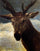 Head of a Stag in modern living room