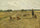 Field landscape with shepherd boy, dog and flock of sheep in home office