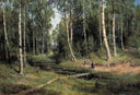 In The Birch Tree Forest by Ivan Shishkin — hand-painted botanical oil painting reproduction on canvas