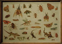 Insects and Reptiles