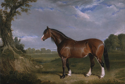 A Clydesdale Stallion in kitchen
