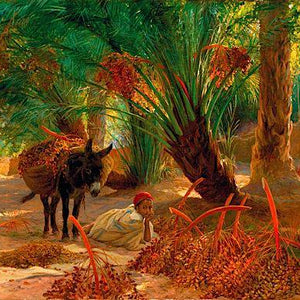 La Récolte Des Dattes