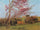 Landscape: Blossoming Red Almond (study) in living room