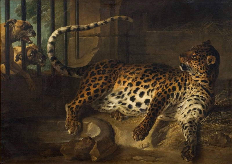 Leopard in a Cage Confronted by Two Mastiffs on gallery wrap