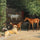 Morning At The Stable Door. While the colt is being dressed, the foal makes acquaintance. in study