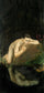 Narcissus in study