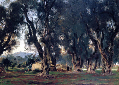 Olive Trees at Corfu in study