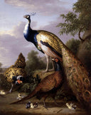 Peacock, Hen and Cock Pheasant in a Landscape by Tobias Stranover — hand-painted animal oil painting reproduction on canvas