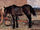 Mare at a cart in dining room