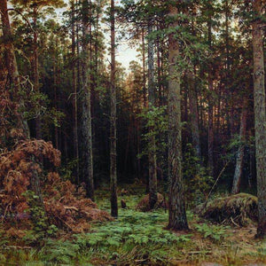 Pine forest